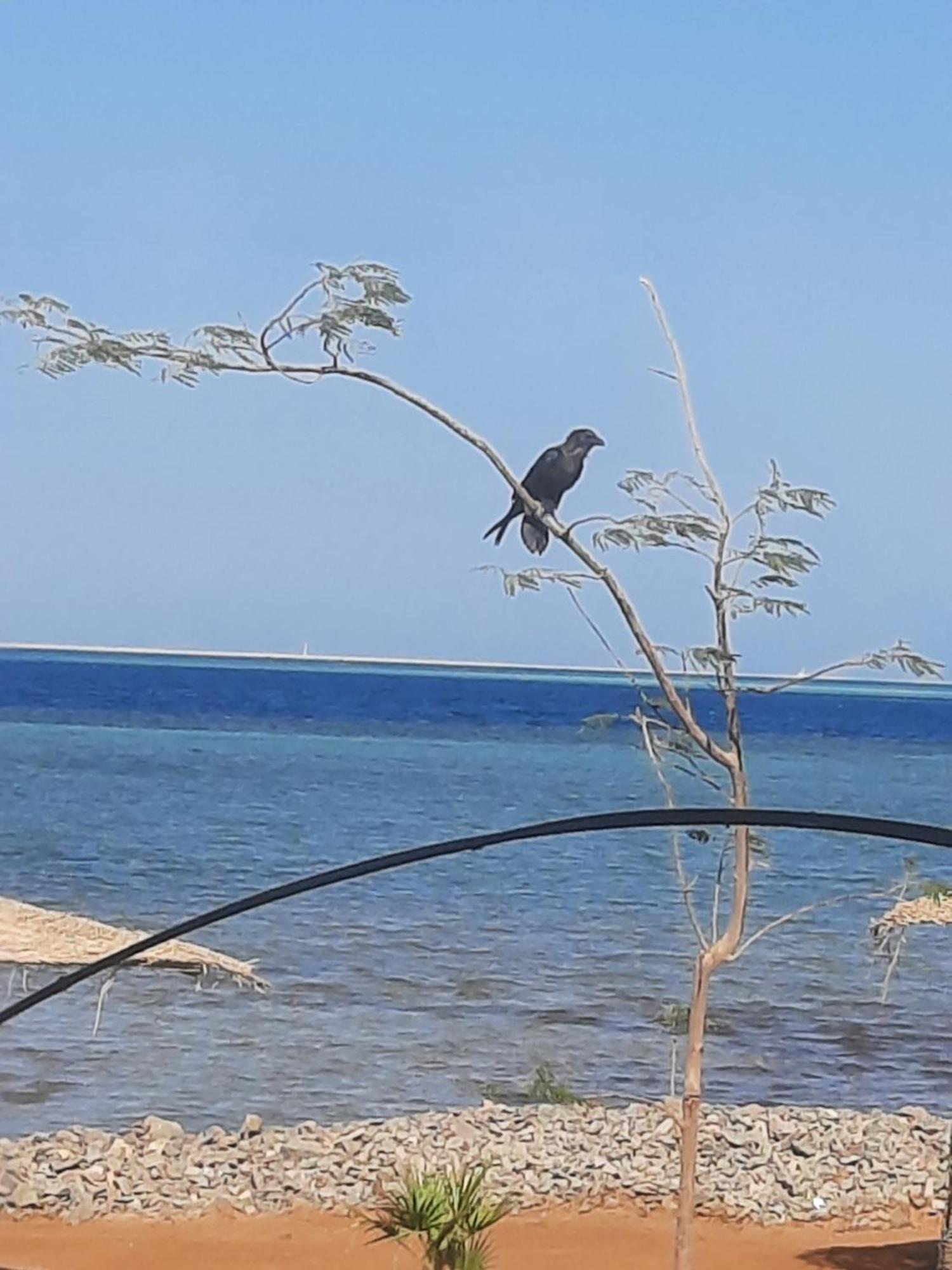 סאפגה Вилла Coral Paradise מראה חיצוני תמונה